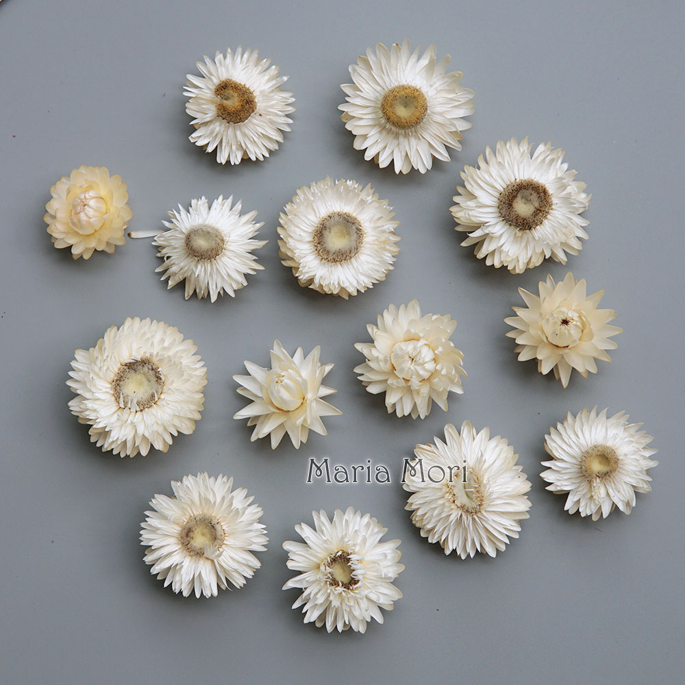 Natural Dried Colorful Chrysan - đánh giá và giá Candle Making Uk