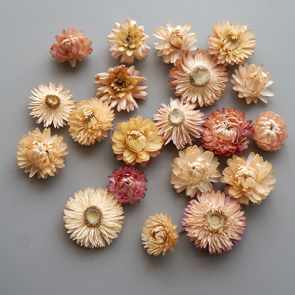 Natural Dried Colorful Chrysan - đánh giá và giá Candle Making Uk