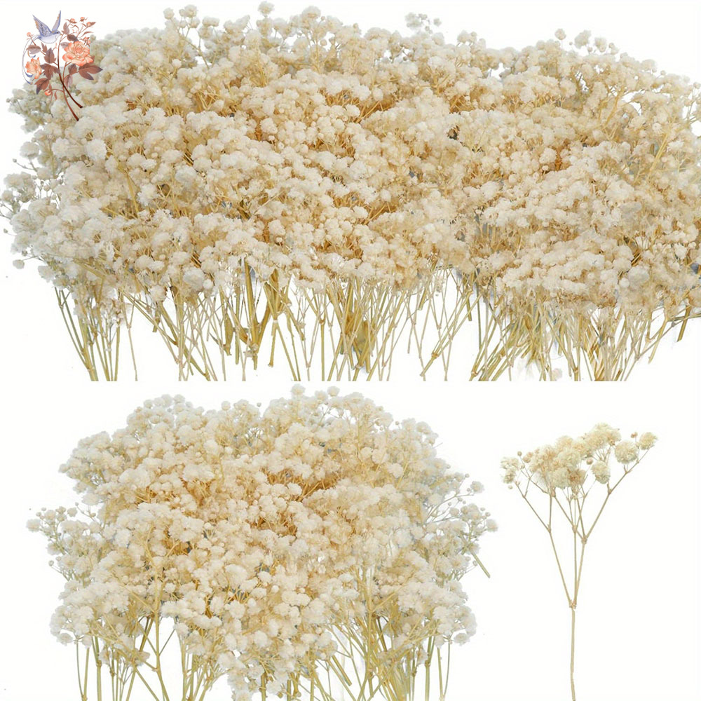 Mini Dried Gypsophila Flower D - đánh giá và giá Candle Making Uk